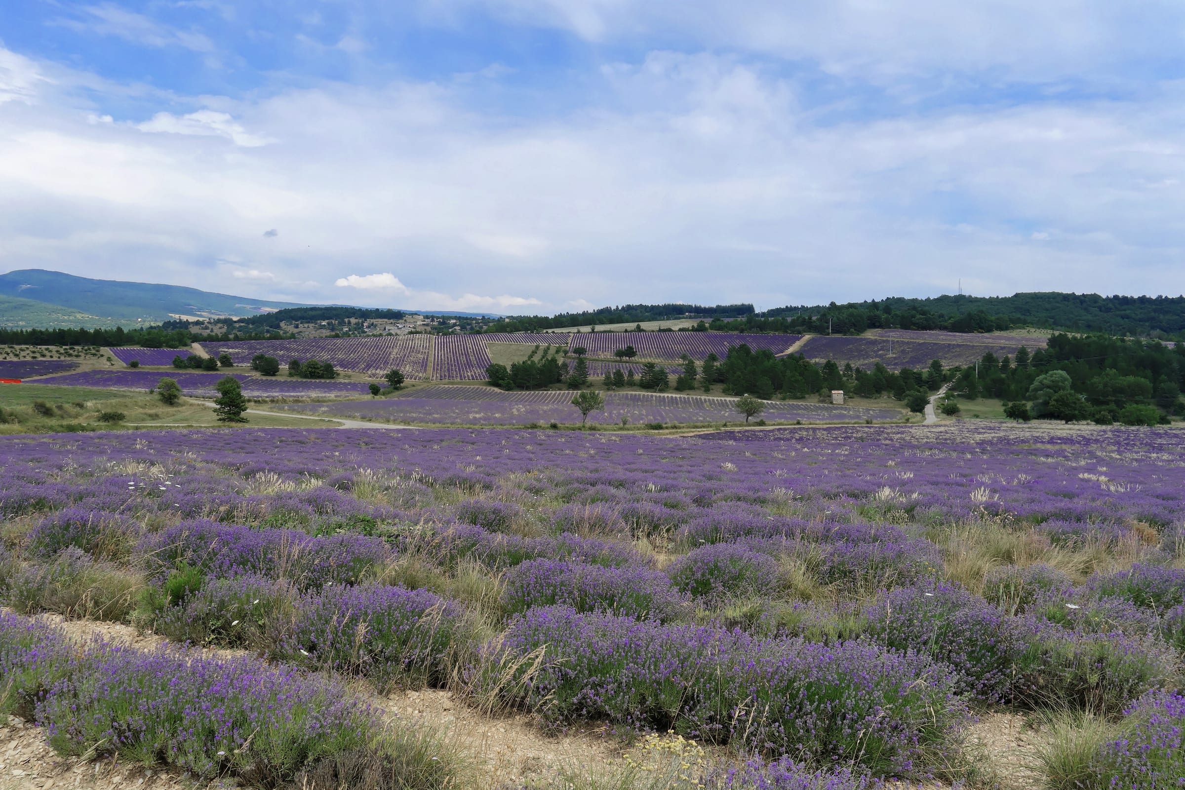 Lavender fields rolling towards low hills beneath a blue, cloud-streaked sky