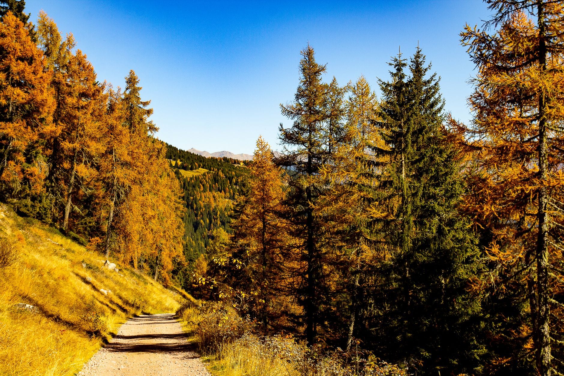A gravel track winding through larches in full autumn gold, with dark spruce and a wooded valley beyond