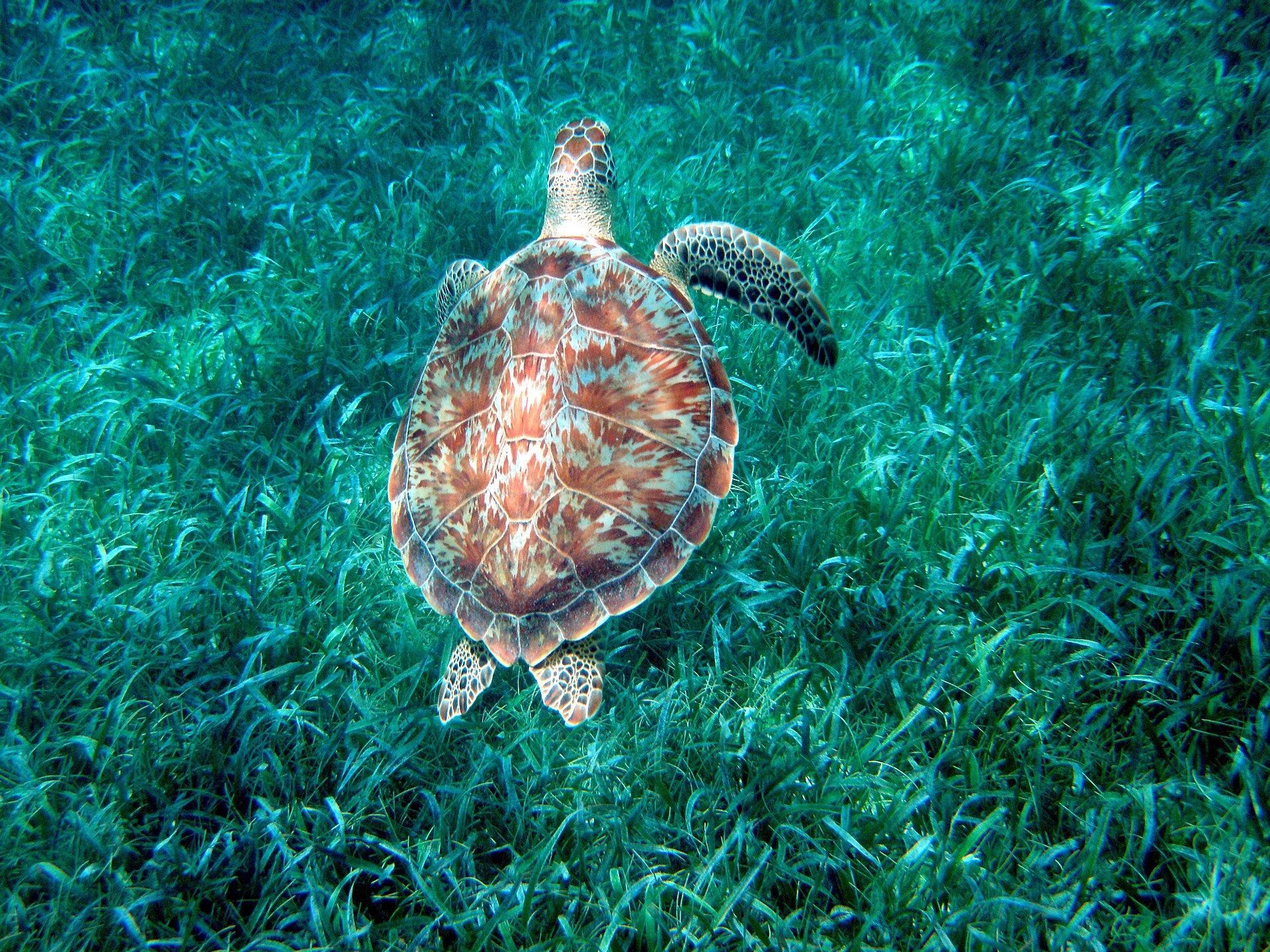 Caye Caulker, Belize