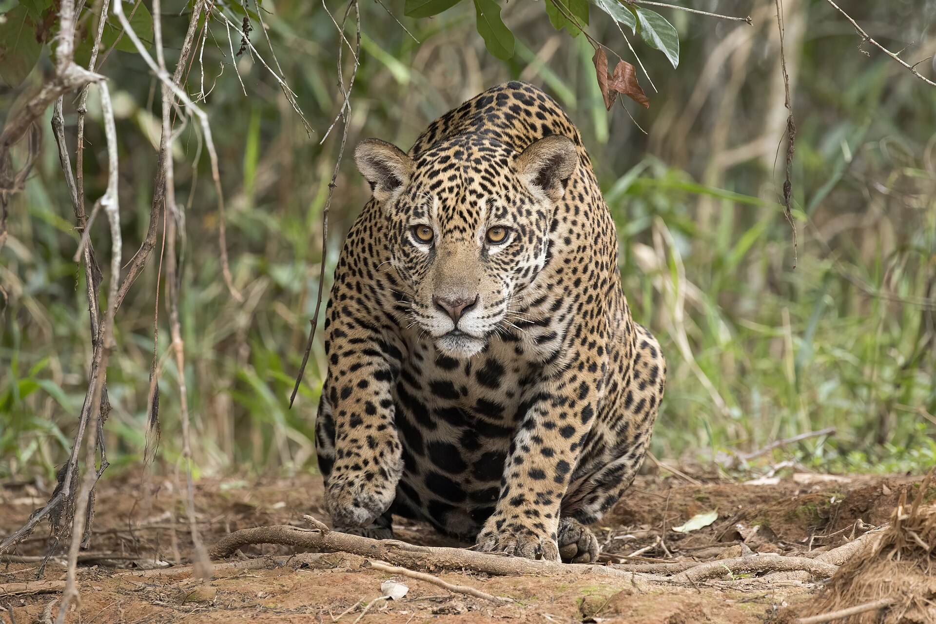 The Pantanal, Brazil