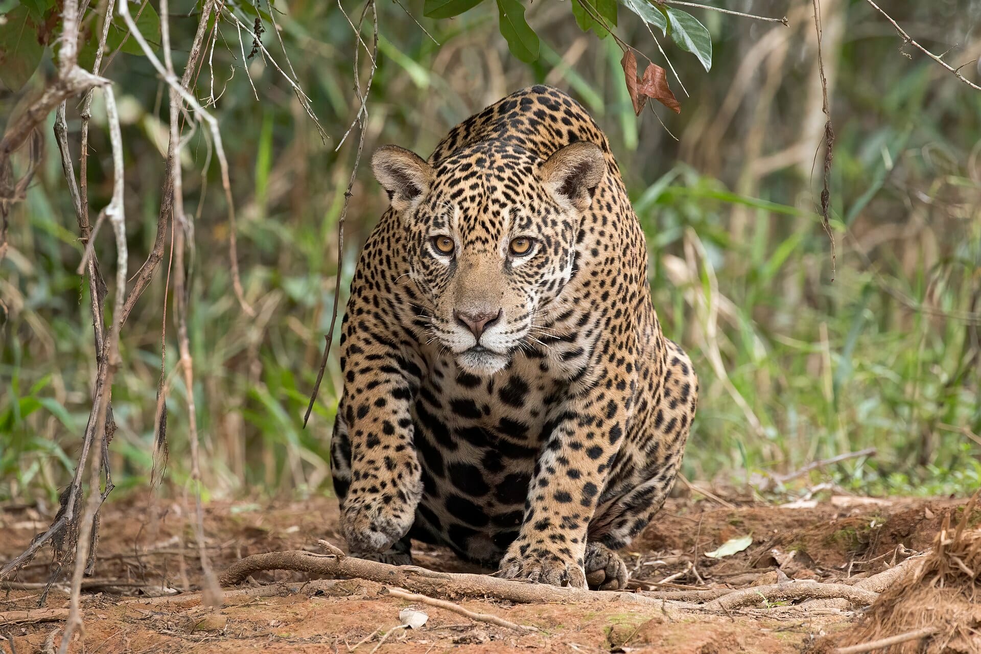 The Pantanal, Brazil