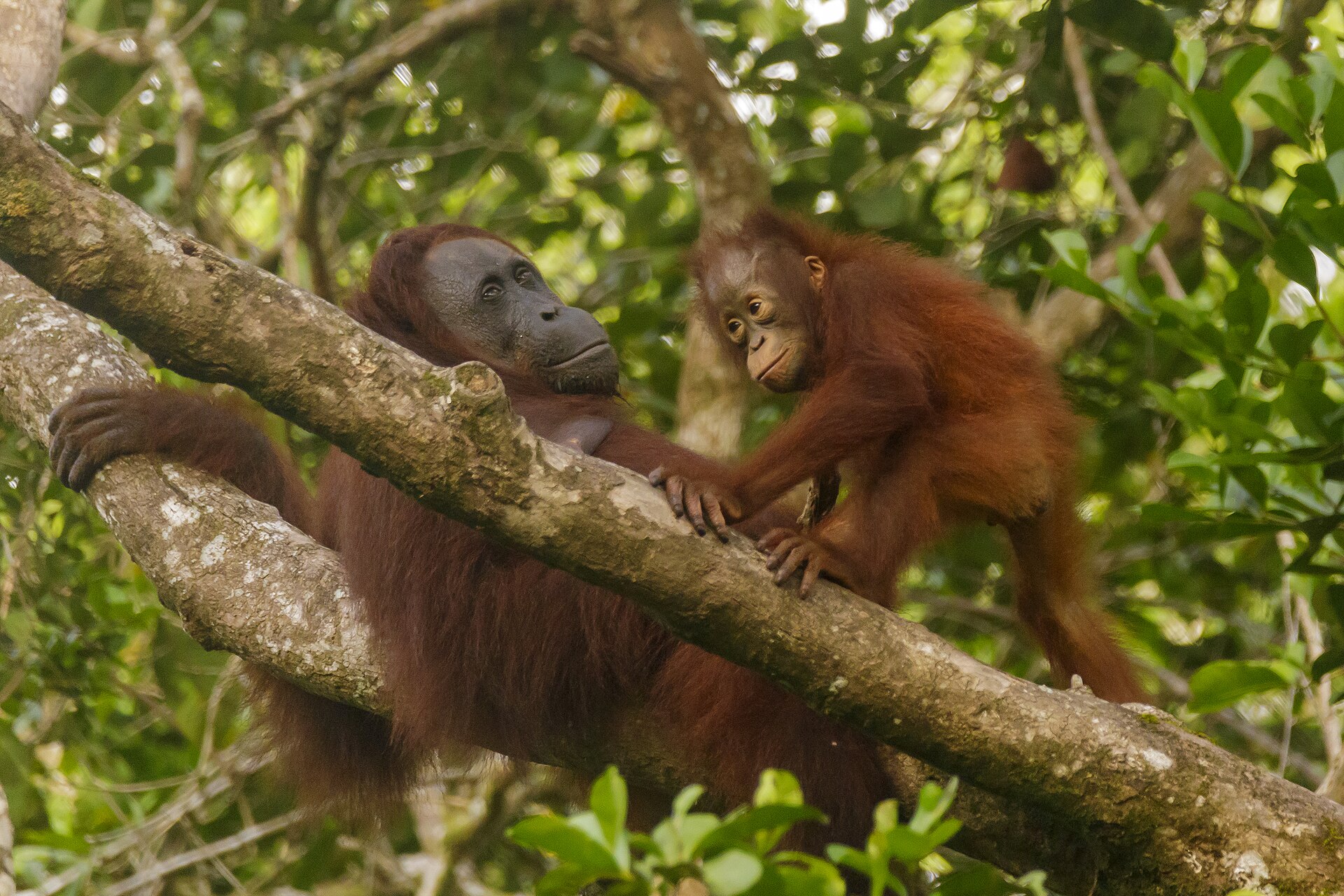 Sepilok and the Kinabatangan, Borneo, Malaysia