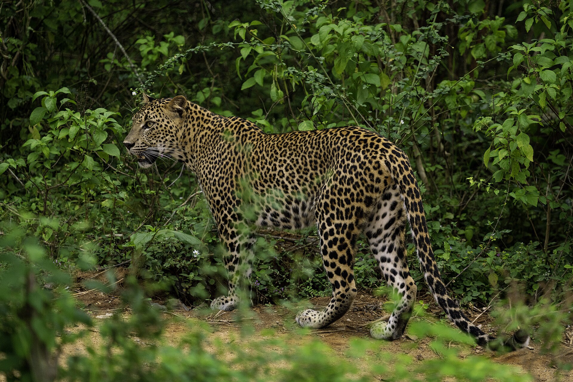 Yala, Sri Lanka