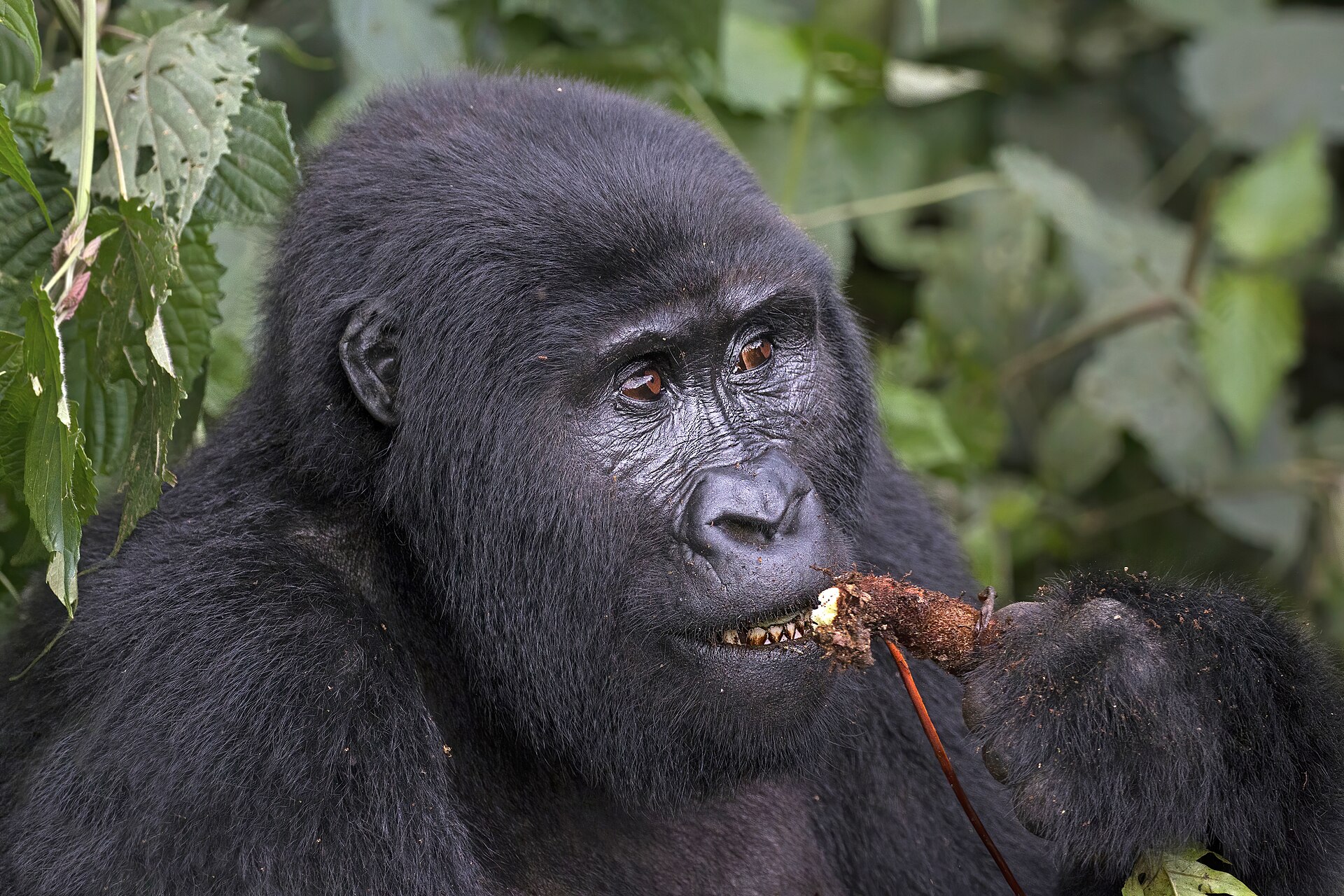 Mountain gorillas, Bwindi, Uganda