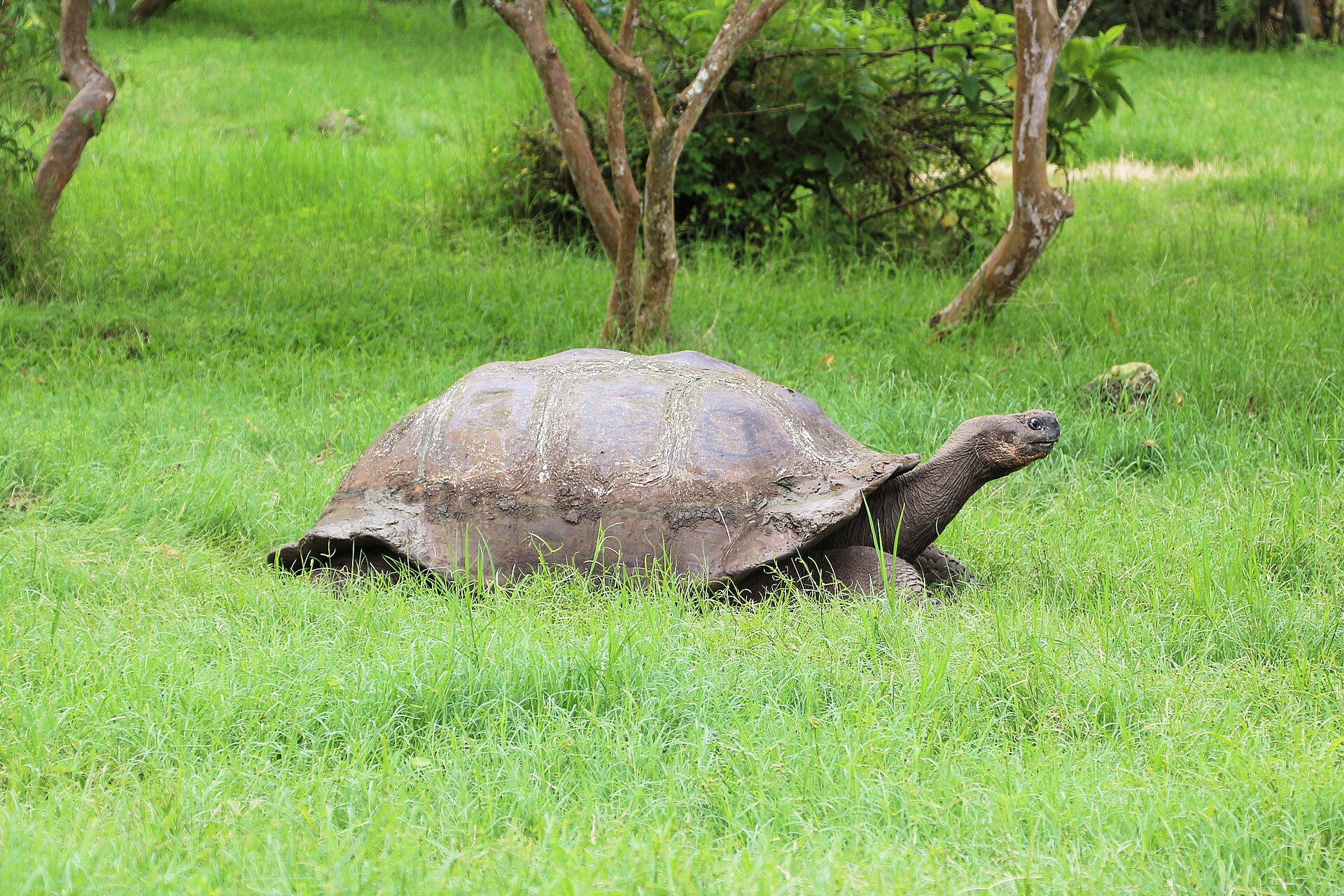 Giant tortoises and sea lions, Galápagos, Ecuador