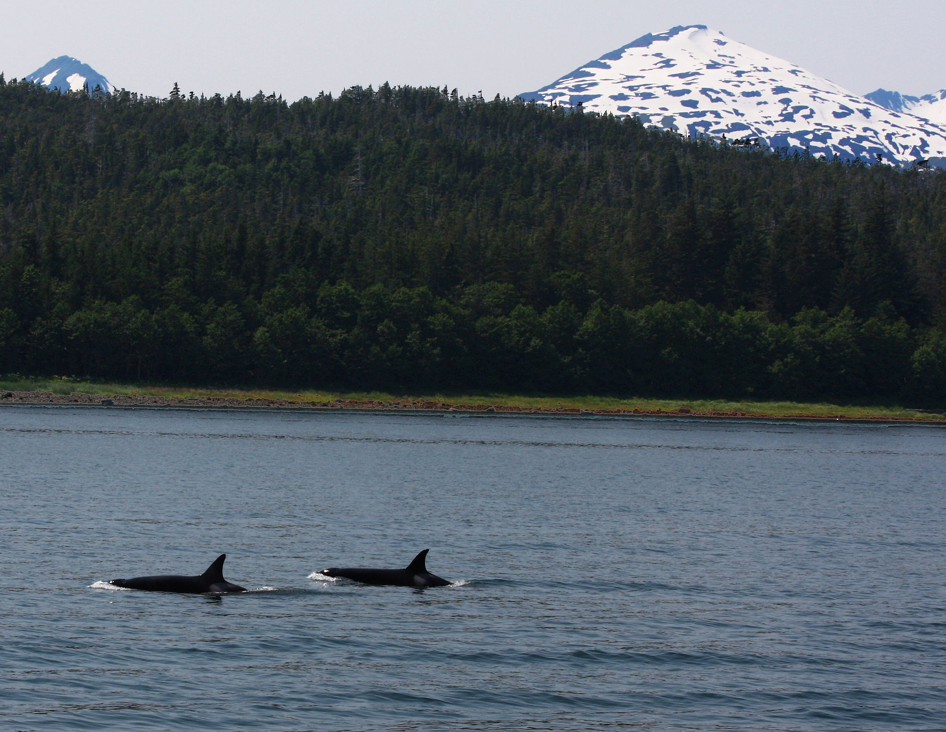 Orcas in Arctic Norway, Tromsø and Skjervøy