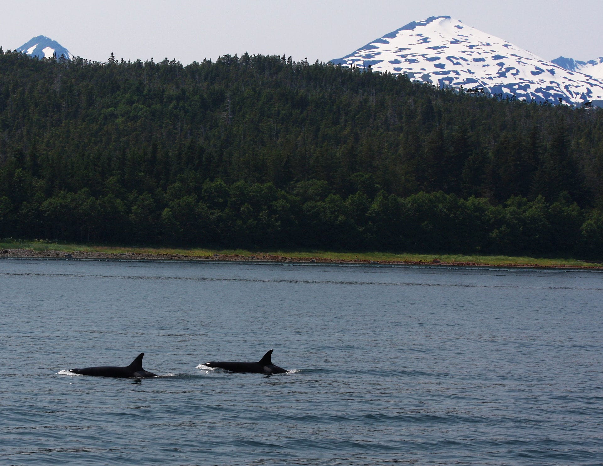 Orcas in Arctic Norway, Tromsø and Skjervøy