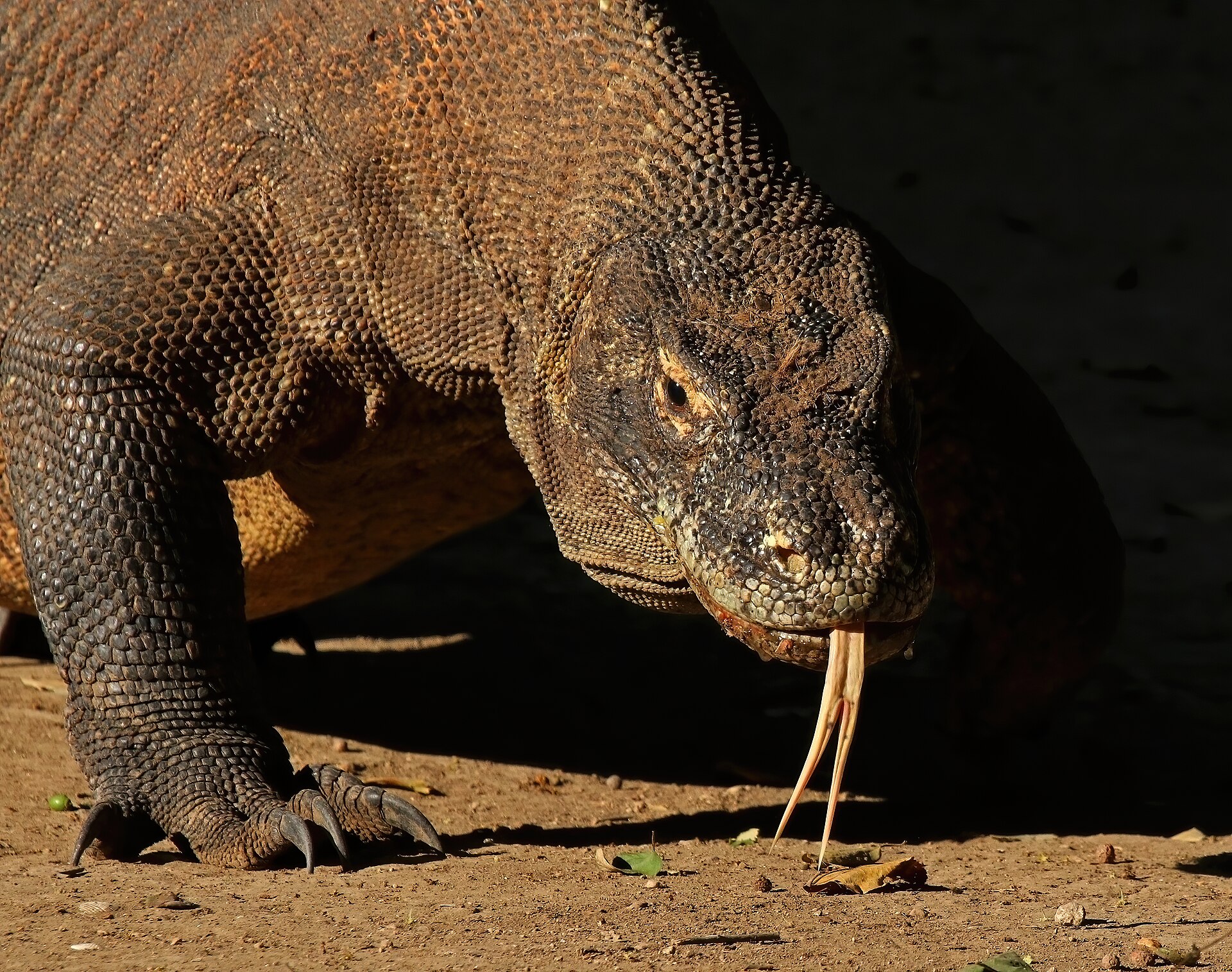 Komodo dragons, Indonesia