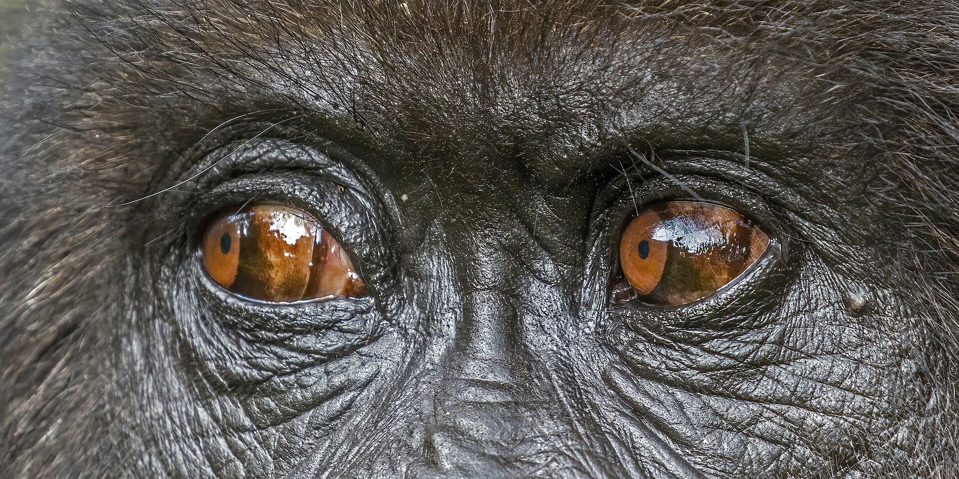 Ten wildlife encounters that will humble you