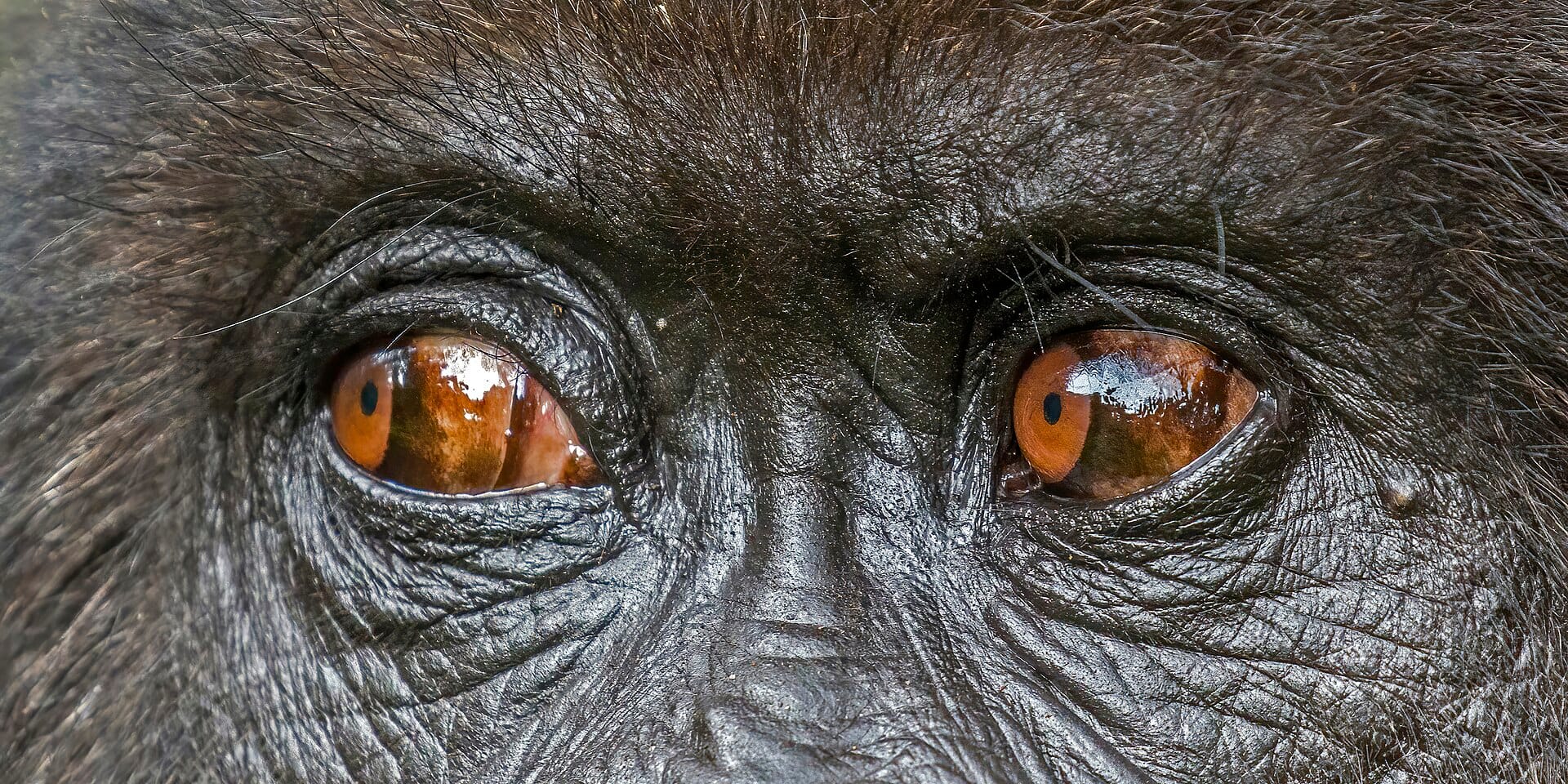 Ten wildlife encounters that will humble you