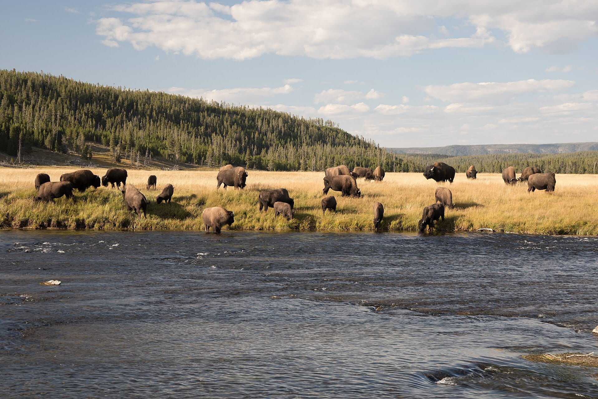 Bison in Yellowstone, USA