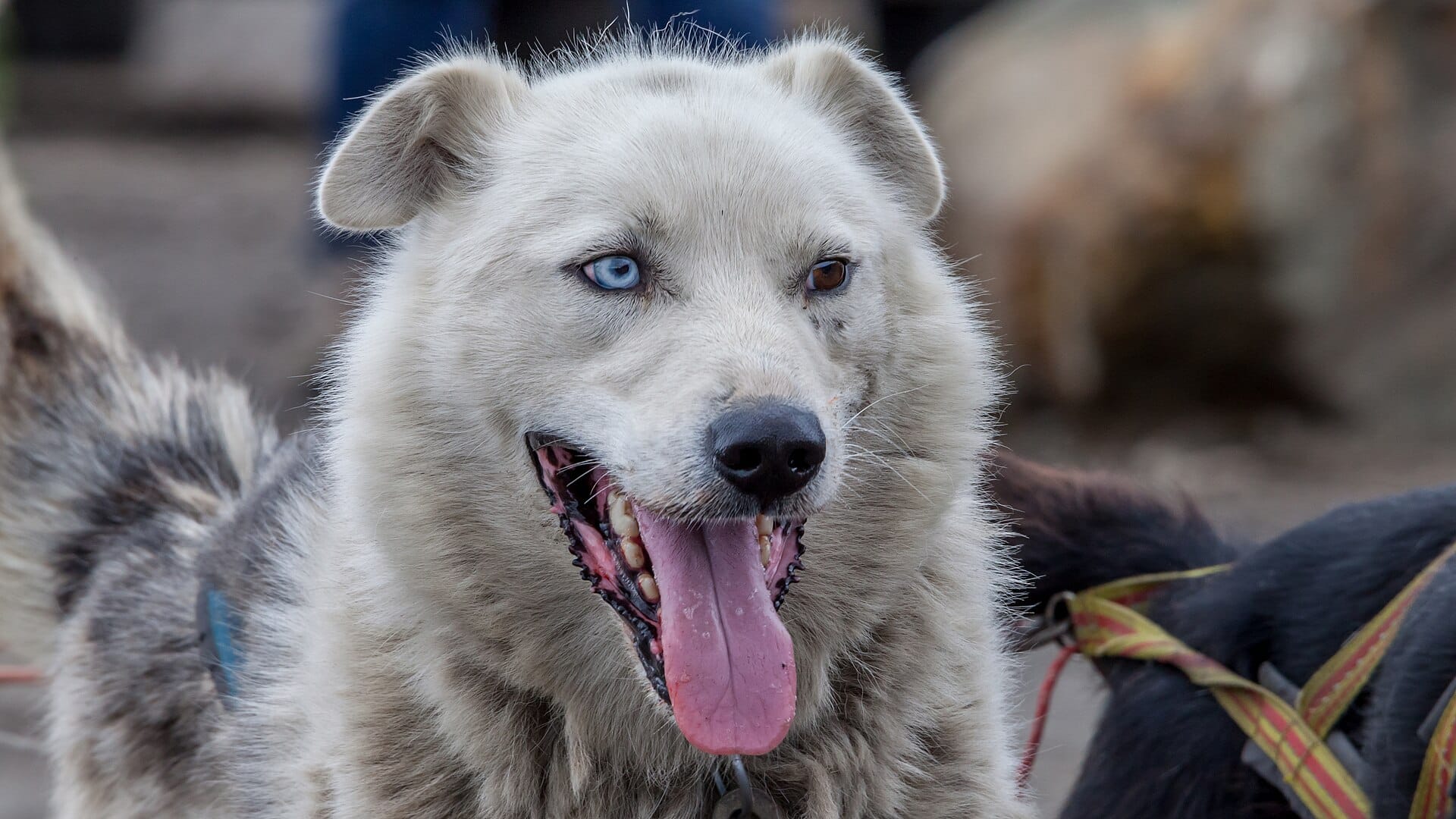 Husky sledding, Finnish Lapland