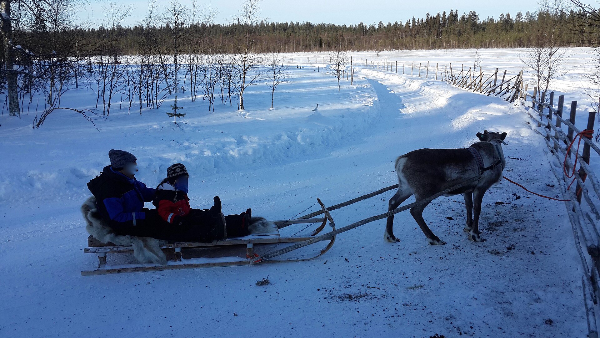 Reindeer sledding with the Sámi, Finnish Lapland