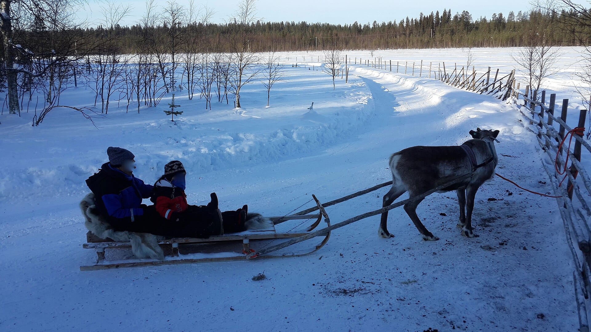 Reindeer sledding with the Sámi, Finnish Lapland