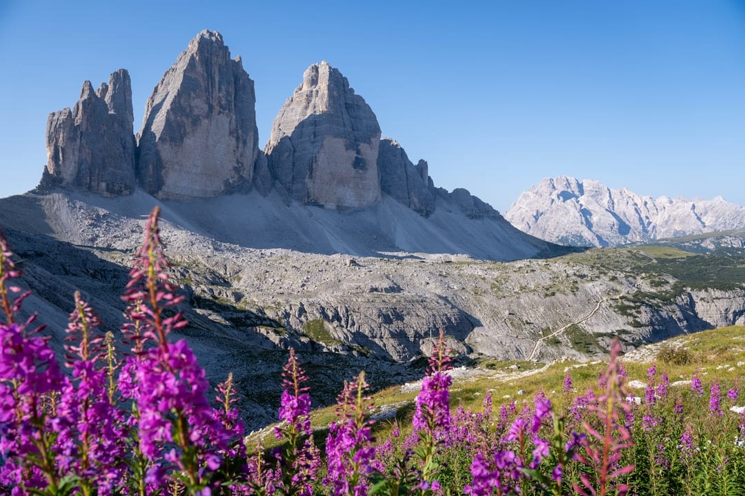 The three towers of Tre Cime di Lavaredo above grey scree, with pink willowherb in the foreground and a path traversing the slope below